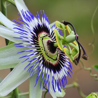 natürliches Hausmittel - Passionsblume